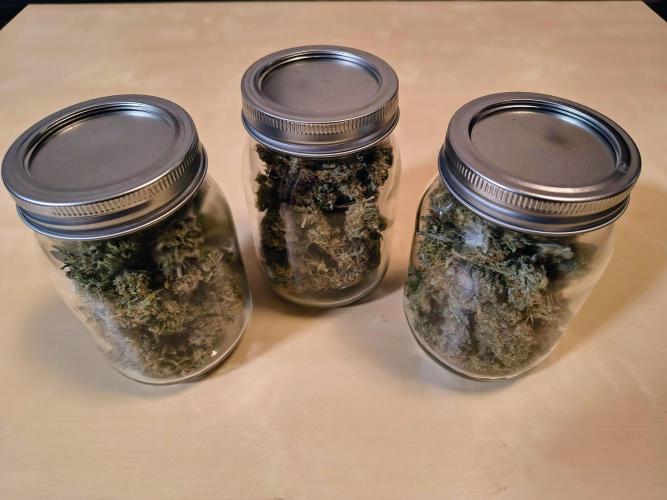 #4 - Milky Way F1 & Girl Scout Cookies. Week 12