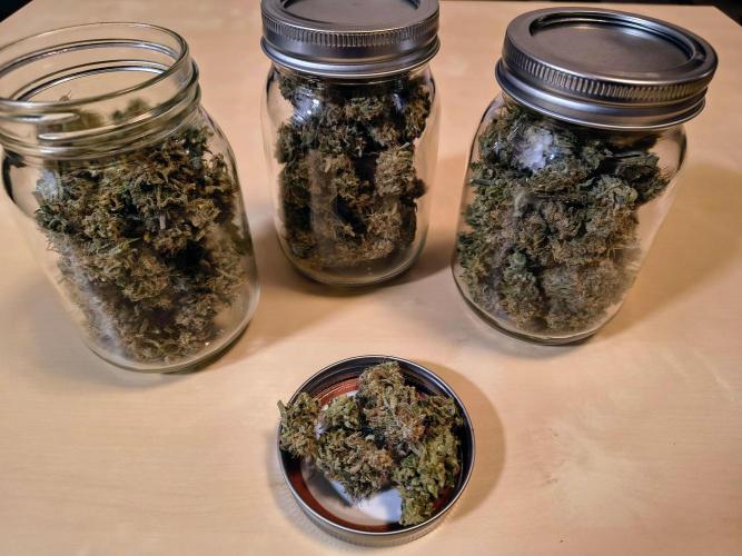 #4 - Milky Way F1 & Girl Scout Cookies. Week 12