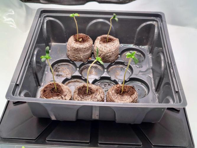 #5 - Blucci OG & Pink Giraffe. Week 0 - After 5 days close up
