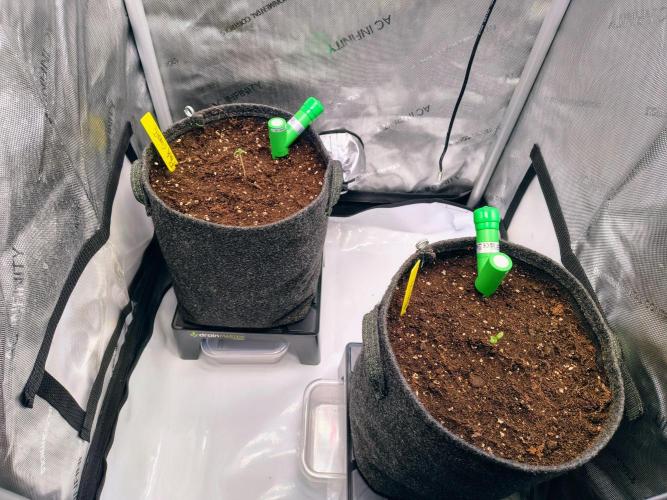 #5 - Blucci OG & Pink Giraffe. Week 0 - Potted