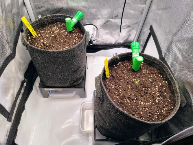 #5 - Blucci OG & Pink Giraffe. Week 0 - Watered