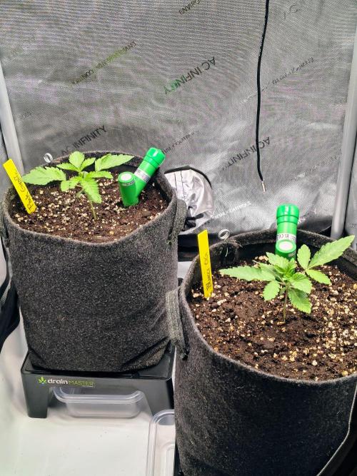 #5 - Blucci OG & Pink Giraffe. Week 1