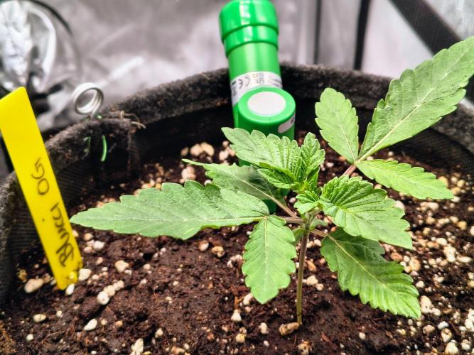#5 - Blucci OG & Pink Giraffe. Week 1 - Blucci OG
