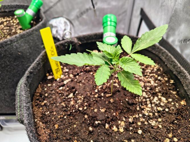 #5 - Blucci OG & Pink Giraffe. Week 1 - Blucci OG