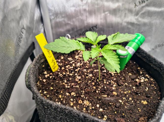 #5 - Blucci OG & Pink Giraffe. Week 1 - Pink Giraffe