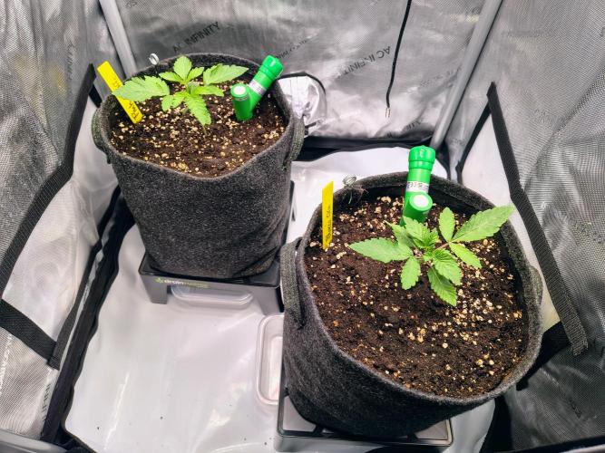 #5 - Blucci OG & Pink Giraffe. Week 1