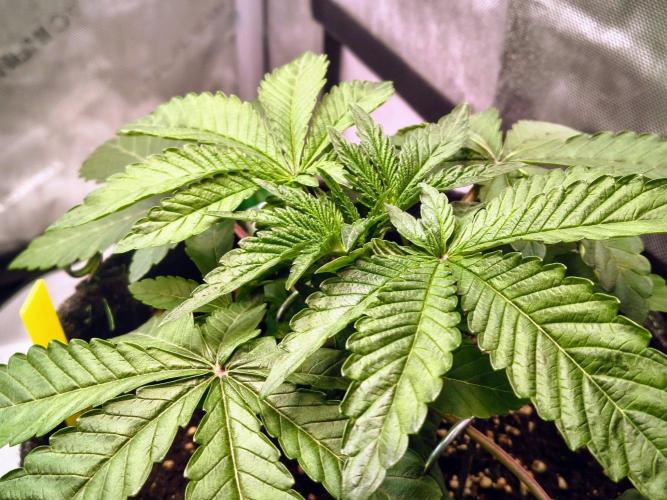 #5 - Blucci OG & Pink Giraffe. Week 2 - Blucci OG