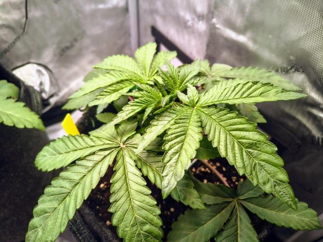 #5 - Blucci OG & Pink Giraffe. Week 2 - Blucci OG