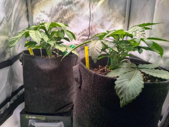 #5 - Blucci OG & Pink Giraffe. Week 2