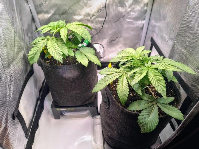 #5 - Blucci OG & Pink Giraffe. Week 2