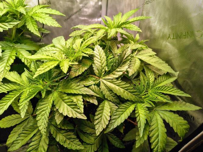 #5 - Blucci OG & Pink Giraffe. Week 3 - Blucci OG