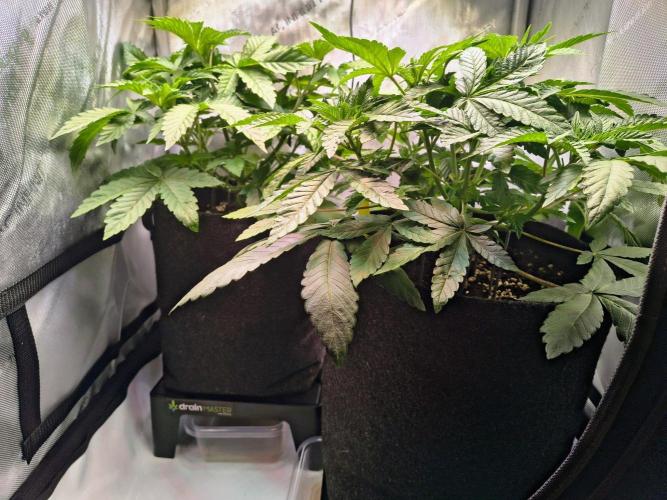 #5 - Blucci OG & Pink Giraffe. Week 3
