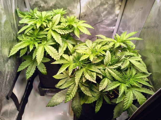 #5 - Blucci OG & Pink Giraffe. Week 3