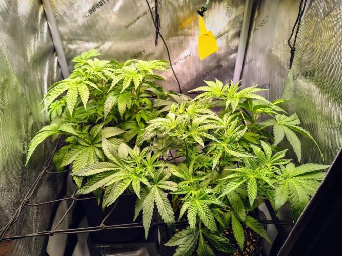 #5 - Blucci OG & Pink Giraffe. Week 4