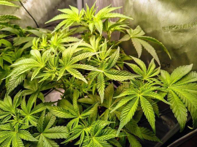 #5 - Blucci OG & Pink Giraffe. Week 4 - Blucci OG