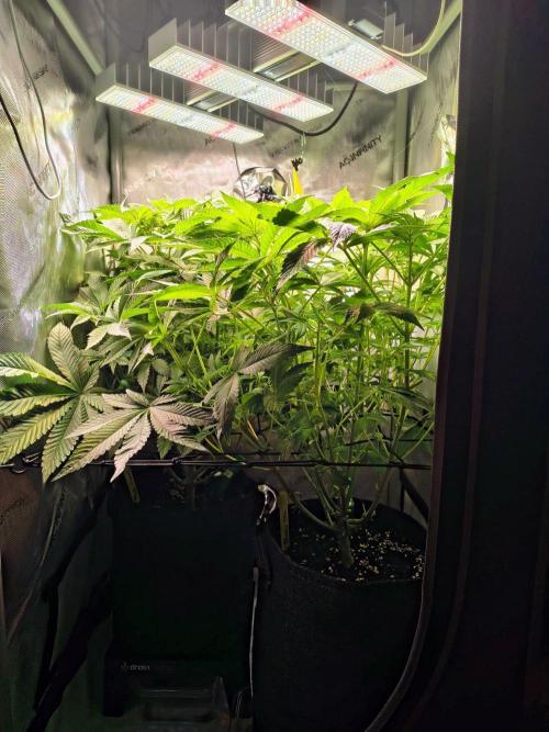 #5 - Blucci OG & Pink Giraffe. Week 5 - So close to the lamp