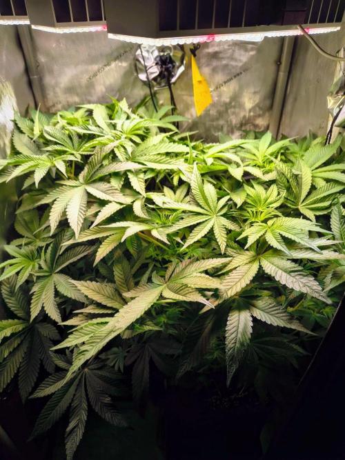 #5 - Blucci OG & Pink Giraffe. Week 5 - Before