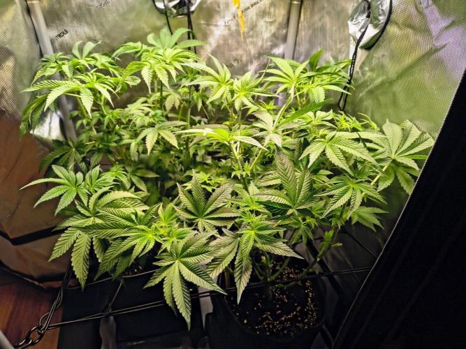 #5 - Blucci OG & Pink Giraffe. Week 5 - After