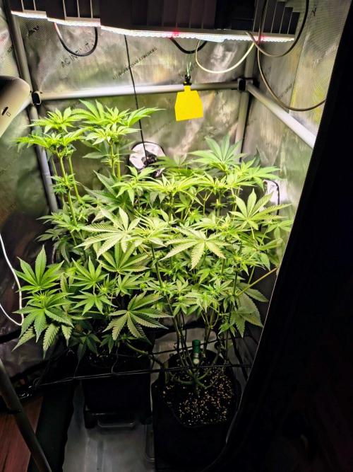 #5 - Blucci OG & Pink Giraffe. Week 6