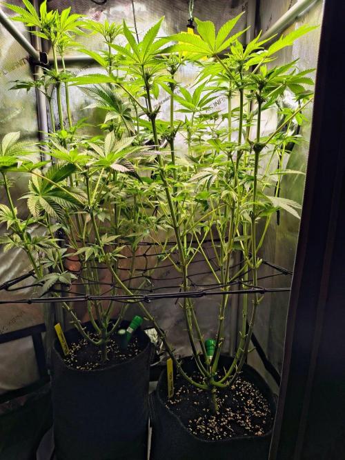 #5 - Blucci OG & Pink Giraffe. Week 6 - Stretching!