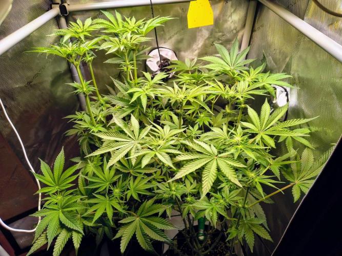 #5 - Blucci OG & Pink Giraffe. Week 6