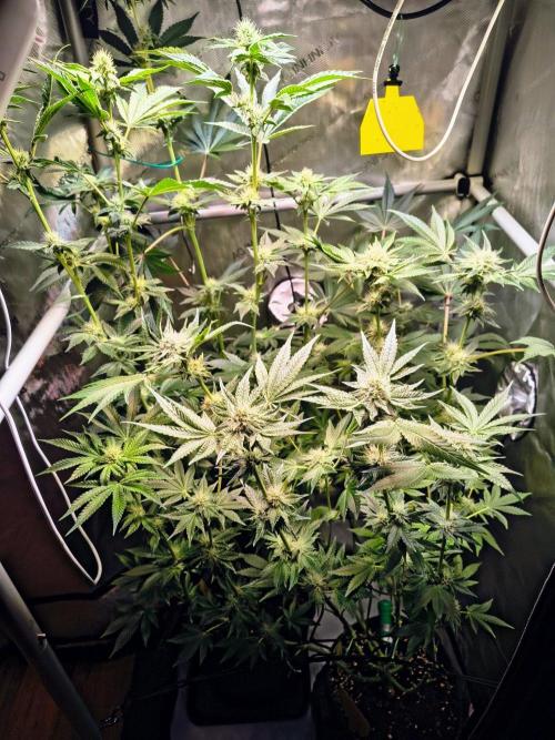 #5 - Blucci OG & Pink Giraffe. Week 8