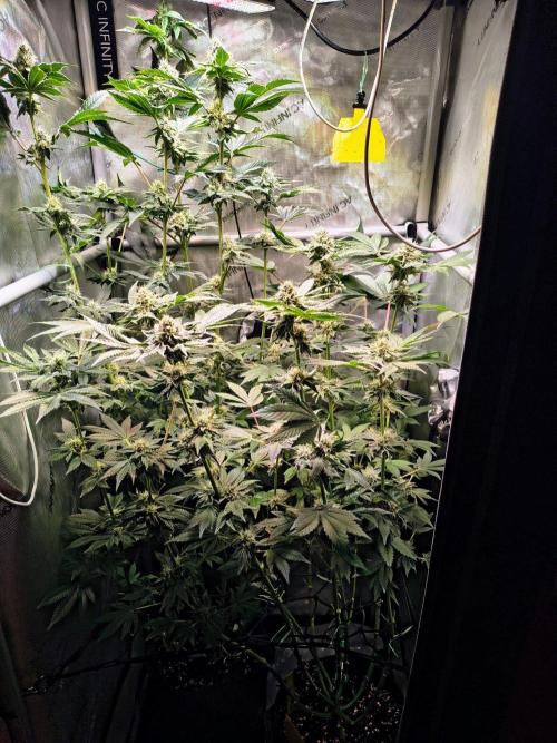 #5 - Blucci OG & Pink Giraffe. Week 9