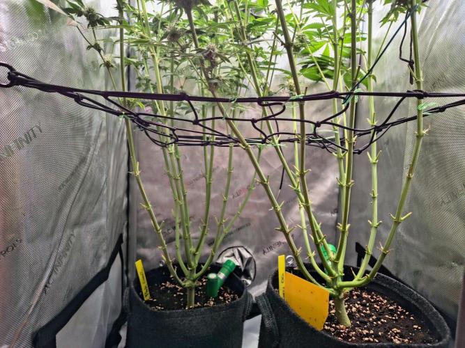 #5 - Blucci OG & Pink Giraffe. Week 9