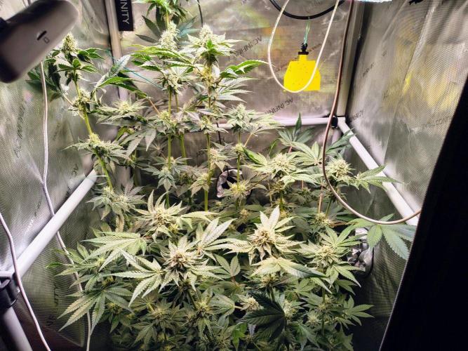 #5 - Blucci OG & Pink Giraffe. Week 9