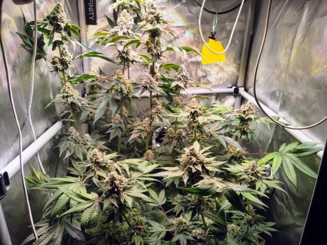 #5 - Blucci OG & Pink Giraffe. Week 12