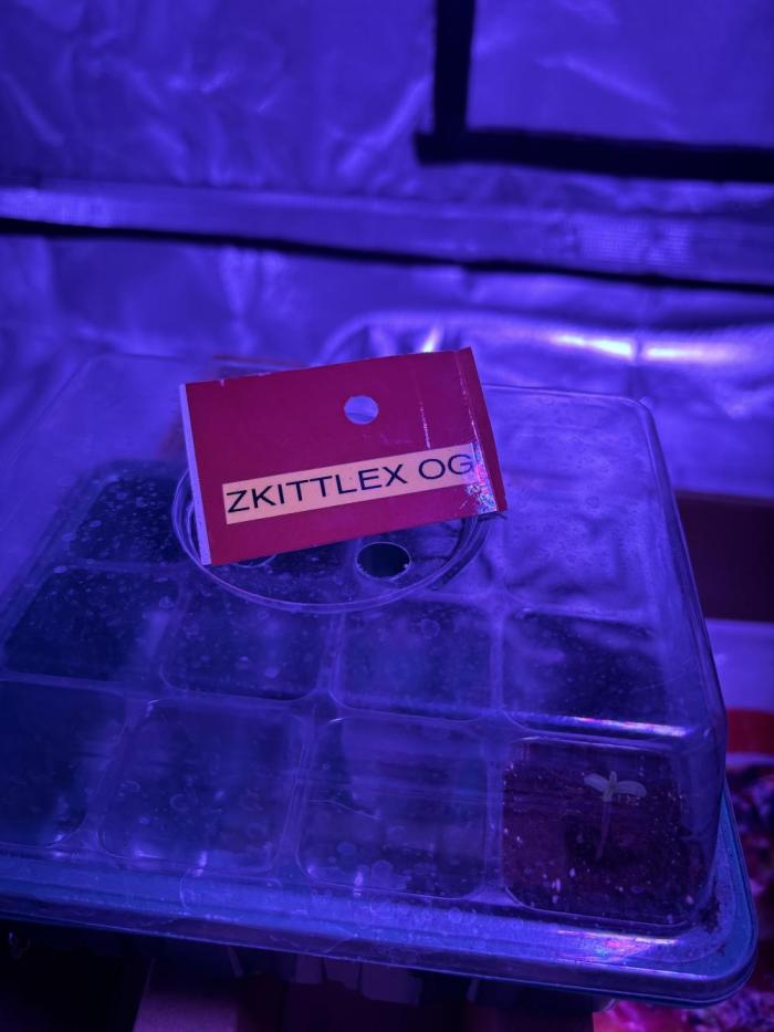 Zkittlez OG Auto. Week 1 - Day2