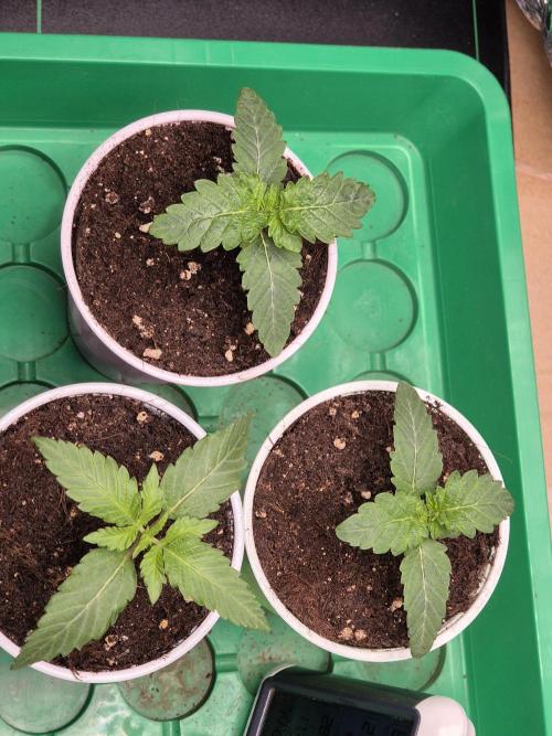 Frozen Marker. Week 1