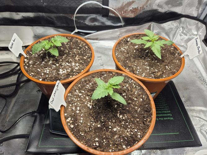 Frozen Marker. Week 2