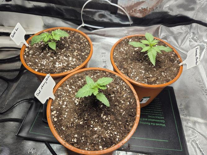 Frozen Marker. Week 2