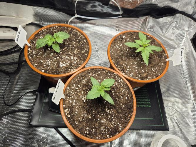 Frozen Marker. Week 2