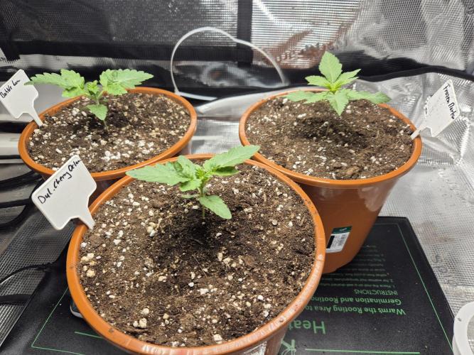 Frozen Marker. Week 2