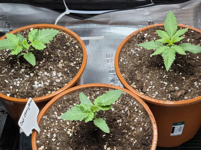 Frozen Marker. Week 2