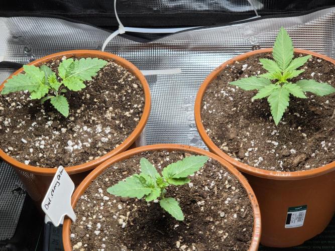 Frozen Marker. Week 2