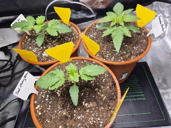 Frozen Marker. Week 2