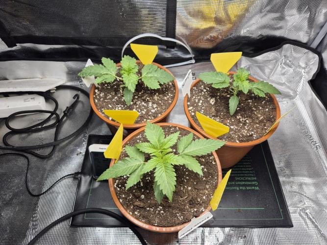 Frozen Marker. Week 3