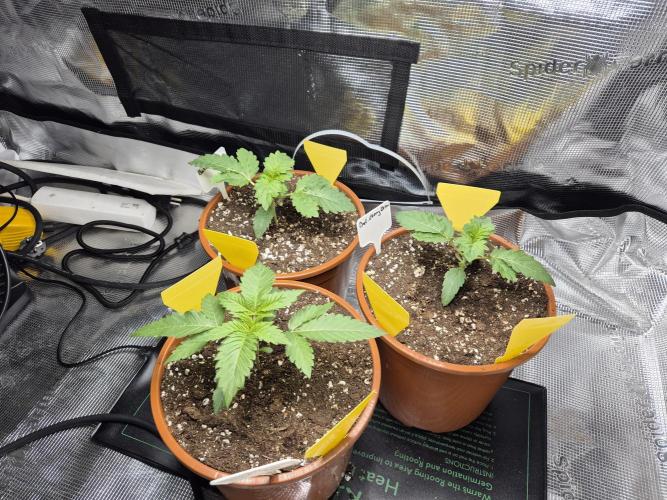 Frozen Marker. Week 3