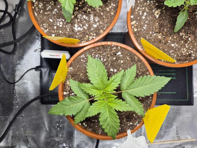 Frozen Marker. Week 3