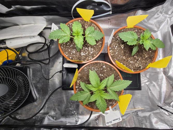 Frozen Marker. Week 3