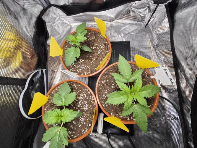 Frozen Marker. Week 3