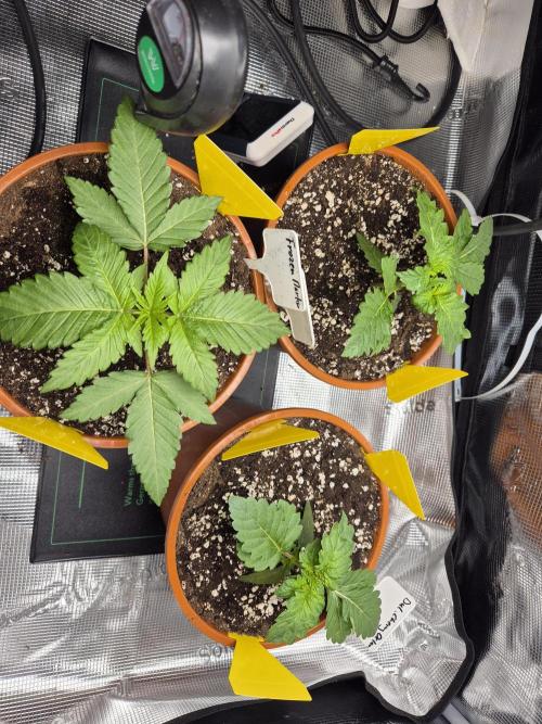 Frozen Marker. Week 3