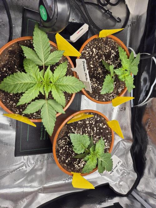 Frozen Marker. Week 3