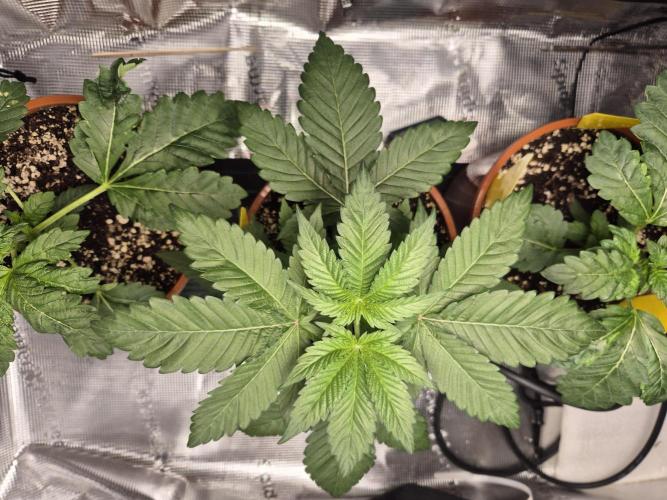 Frozen Marker. Week 4