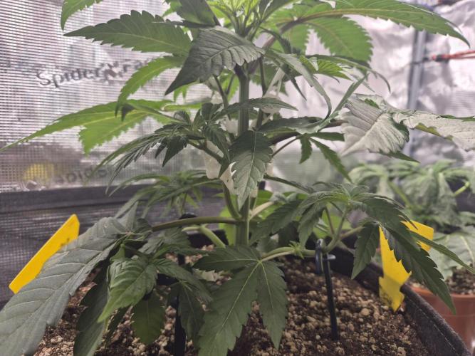 Frozen Marker. Week 4