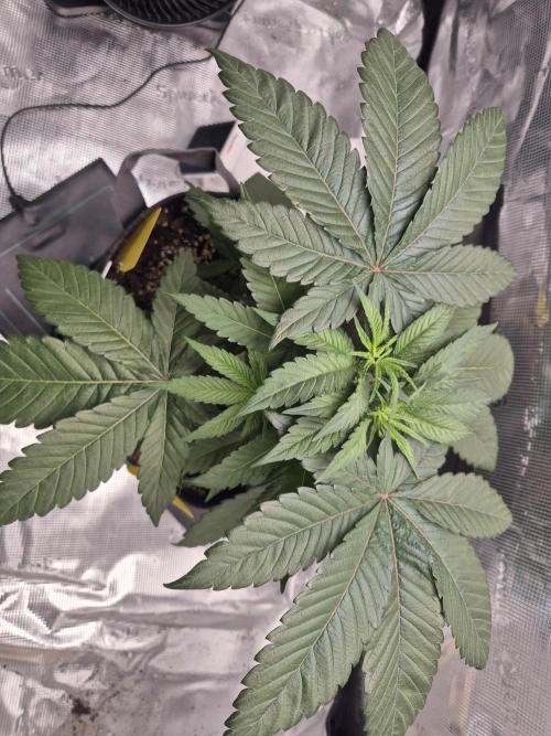 Frozen Marker. Week 4