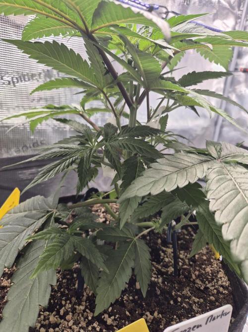 Frozen Marker. Week 4